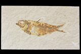 Bargain, Fossil Fish (Knightia) - Wyoming #89162-1
